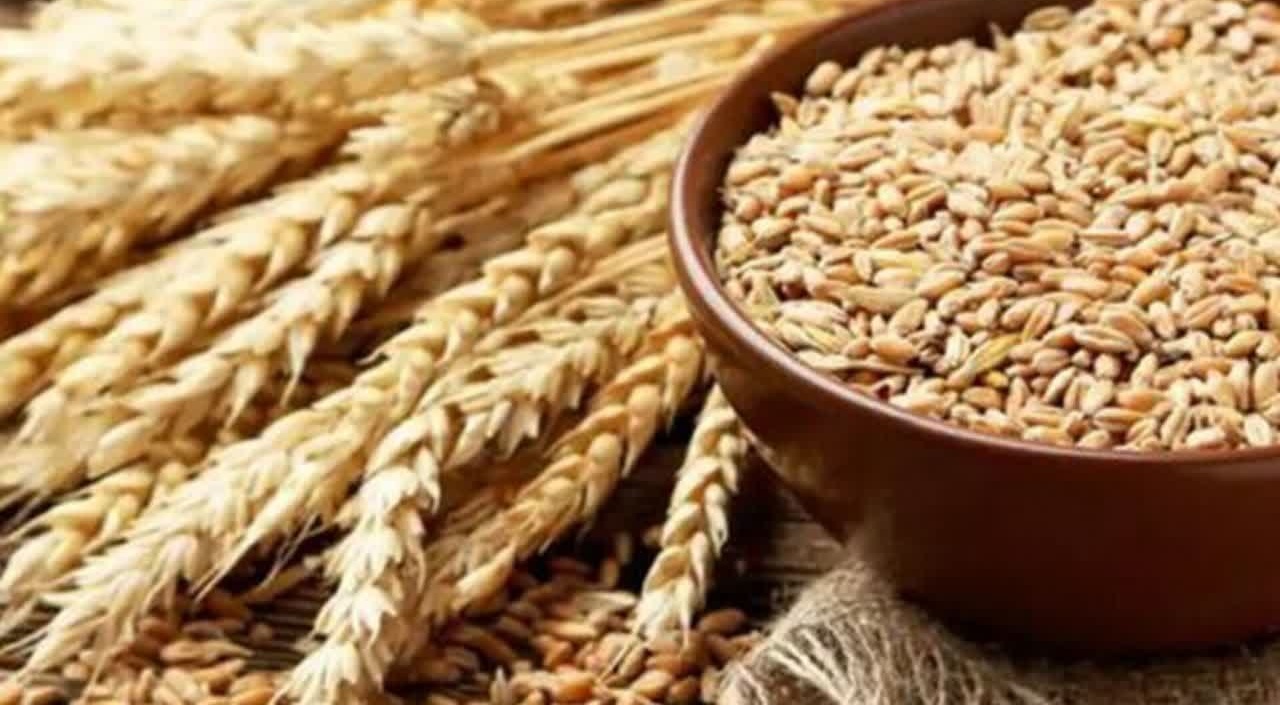 تجلی دانش در خدمت امنیت غذایی؛ نام‌گذاری رسمی رقم برتر گندم نان آبی «دنیز» با مشارکت دکتر مسعود کامل و دکتر شهریار کاظمی