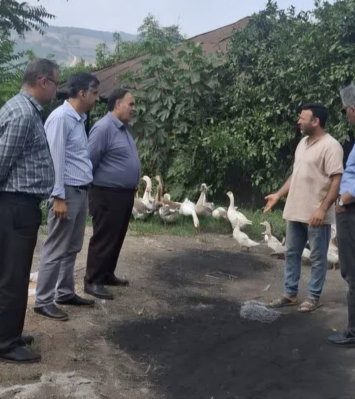 بازدید هیئت متخصصان طیور مرکز از واحد پرورش طیور شهرستان میاندرود