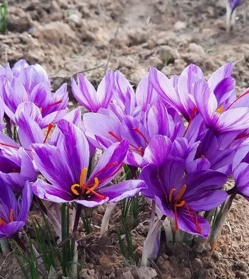 طلای سرخ در دل هزارجریب؛ انتقال تجربیات علمی و فنی کشت زعفران در بهشهر