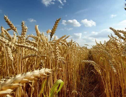 تغذیه تکمیلی؛ کلید طلایی عملکرد گندم