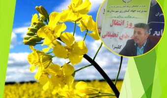 گل جالیز؛ دشمن پنهان کلزا / شخم عمیق، تناوب زراعی و رعایت بهداشت مزرعه، راهکارهای مؤثر کنترل