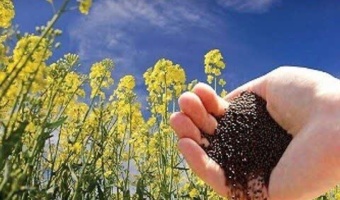 مازندران، قطب نوظهور در تولید کلزا؛ برداشت رقم پرمحصول و متحمل به علف هرز گل جالیز "ظفر" نویدبخش سال زراعی پررونق