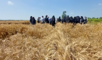 ایستگاه تحقیقات کشاورزی بایع‌کلا میزبان روز انتقال یافته‌های تحقیقاتی گندم شد