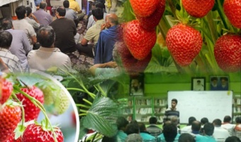 برگزاری دوره آموزشی تخصصی «پرورش و تولید توت‌فرنگی» در ساری