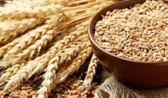 تجلی دانش در خدمت امنیت غذایی؛ نام‌گذاری رسمی رقم برتر گندم نان آبی «دنیز» با مشارکت دکتر مسعود کامل و دکتر شهریار کاظمی