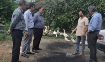 بازدید هیئت متخصصان طیور مرکز از واحد پرورش طیور شهرستان میاندرود