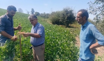 شناسایی باکتری‌های همزیست سویا در هزارجریب؛ کلید طلایی توسعه پایدار کشاورزی مازندران
