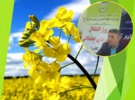 گل جالیز؛ دشمن پنهان کلزا / شخم عمیق، تناوب زراعی و رعایت بهداشت مزرعه، راهکارهای مؤثر کنترل