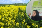 کنترل آفات با زمان‌بندی درست؛ از کک کلزا تا سوسک گرده‌خوار