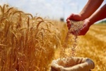 بذر سالم = کشاورزی سالم