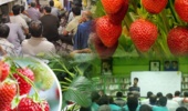 برگزاری دوره آموزشی تخصصی «پرورش و تولید توتفرنگی» در ساری