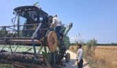 خیز بلند گندمکار گهربارانی برای کسب عنوان ملی؛ ارزیابی دقیق فنی در مزرعه ۱۰ هکتاری میاندورود