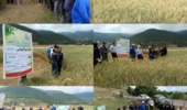 مزارع گندم کجور زیر ذرهبین محققان؛ ارتقای بهرهوری با اجرای طرح نوین P.N.T