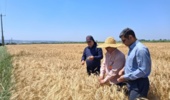 ثبت رکورد خیرهکننده در مزرعه ۲۰ هکتاری بهشهر/ گندمکار حسینآبادی در مسیر کسب عنوان ملی