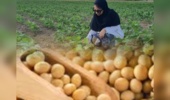 «لیا» به مزارع آمد؛ رقم جدید سویا با ویژگیهای برتر نامگذاری شد