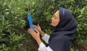 تریپسِ هاوایی با سلاحِ «بیولوژیک» از میدانِ لایمکوات مازندران عقب نشینی میکند