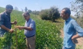 شناسایی باکتریهای همزیست سویا در هزارجریب؛ کلید طلایی توسعه پایدار کشاورزی مازندران