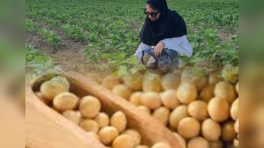 «لیا» به مزارع آمد؛ رقم جدید سویا با ویژگی‌های برتر نام‌گذاری شد