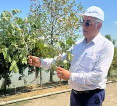 بازدید علمی از مزارع پنبه شرق مازندران با هدف ارتقای بهره‌وری و مقابله با آفات نوظهور