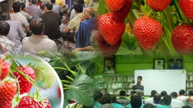 برگزاری دوره آموزشی تخصصی «پرورش و تولید توت‌فرنگی» در ساری