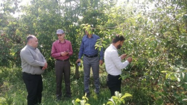 «شانکر باکتریایی»؛ متهم اصلی سوختگی باغات آلبالوی مازندران