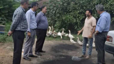 بازدید هیئت متخصصان طیور مرکز از واحد پرورش طیور شهرستان میاندرود