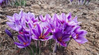 طلای سرخ در دل هزارجریب؛ انتقال تجربیات علمی و فنی کشت زعفران در بهشهر